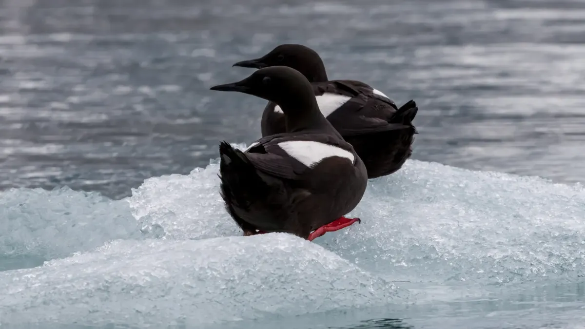 File:Black Guillemot (Cepphus grylle) on an ice floe in Spitsbergen.jpg