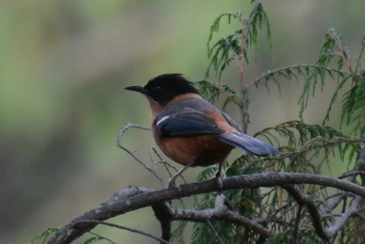 File:Rufous Sibia Heterophasia capistrata by Dr Raju Kasambe (3).jpg