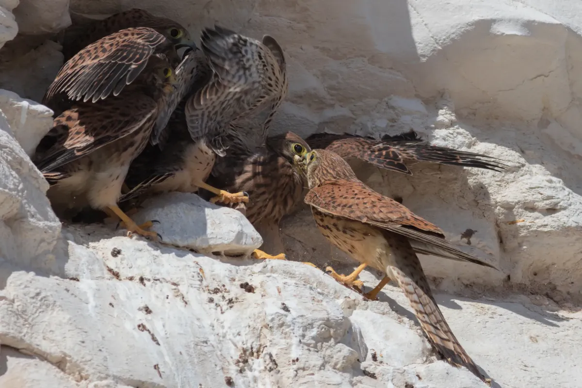 File:Falco naumanni Negev 4I5A8824.jpg