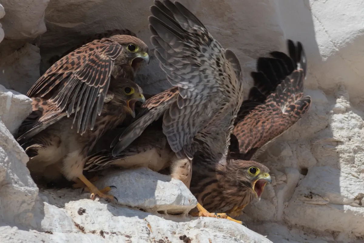 File:Falco naumanni Negev 4I5A8820-2.jpg