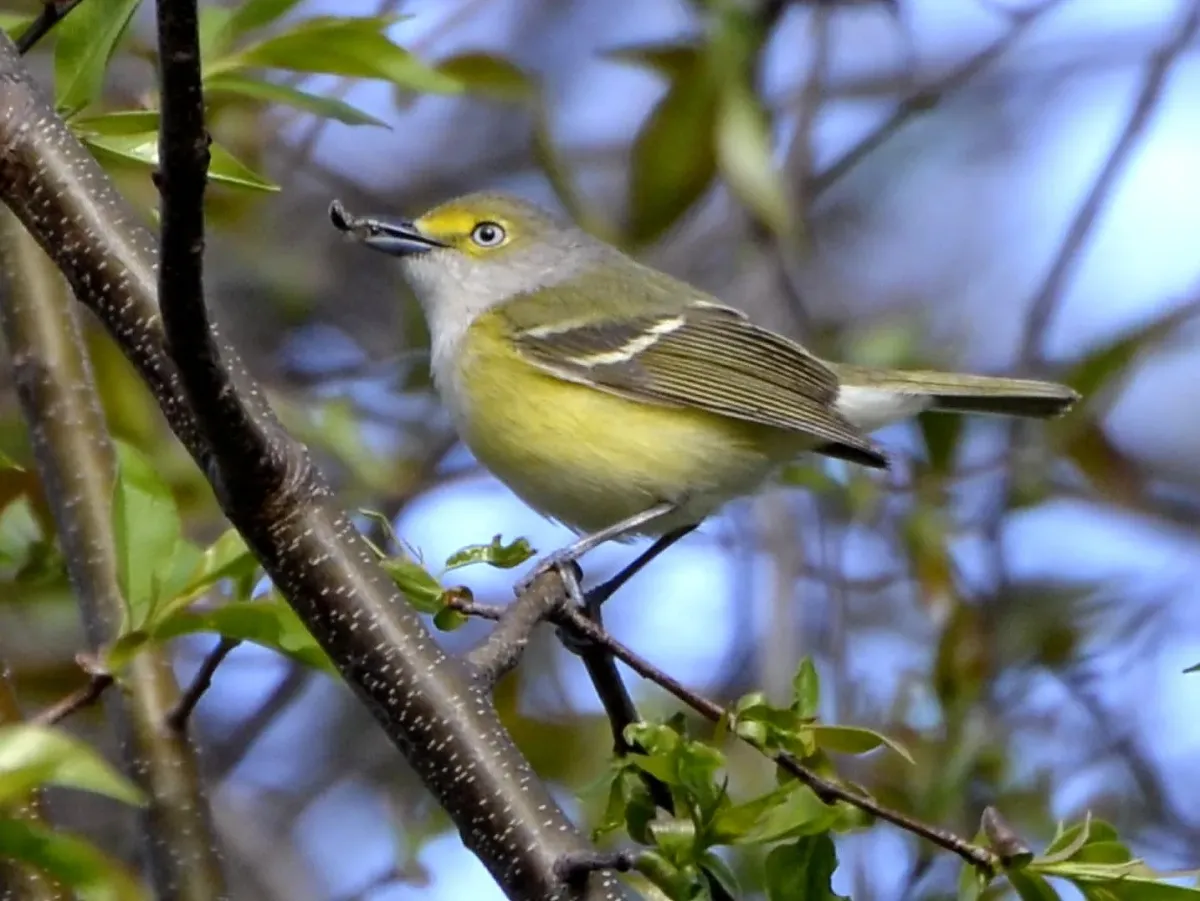 File:Vireo griseus - White-eyed Vireo.jpg