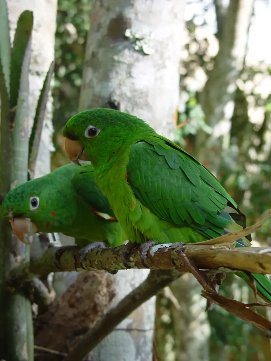 File:White-eyed parkakeet - Psittacara leucophthalmus.jpg