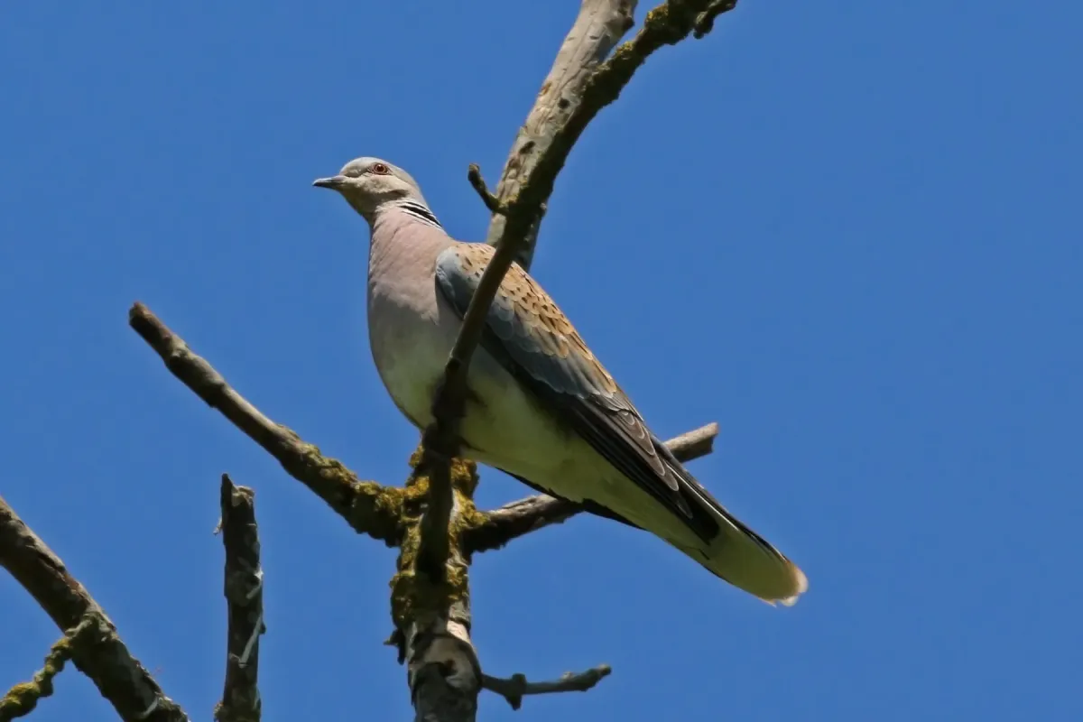File:Turtle Dove (Streptopelia turtur) Otmoor.jpg