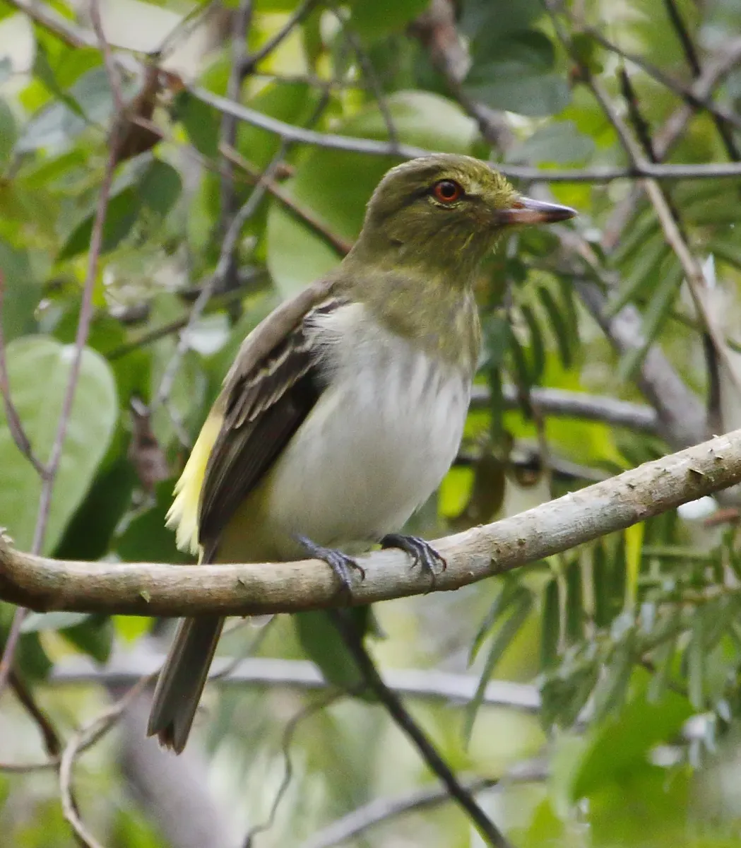 File:Attila spadiceus - Bright-rumped attila.jpg