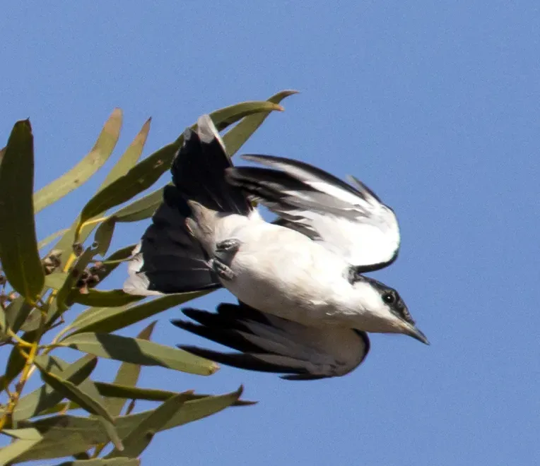 File:Lalage tricolor, Pilbara, Western Australia (7984922631).jpg