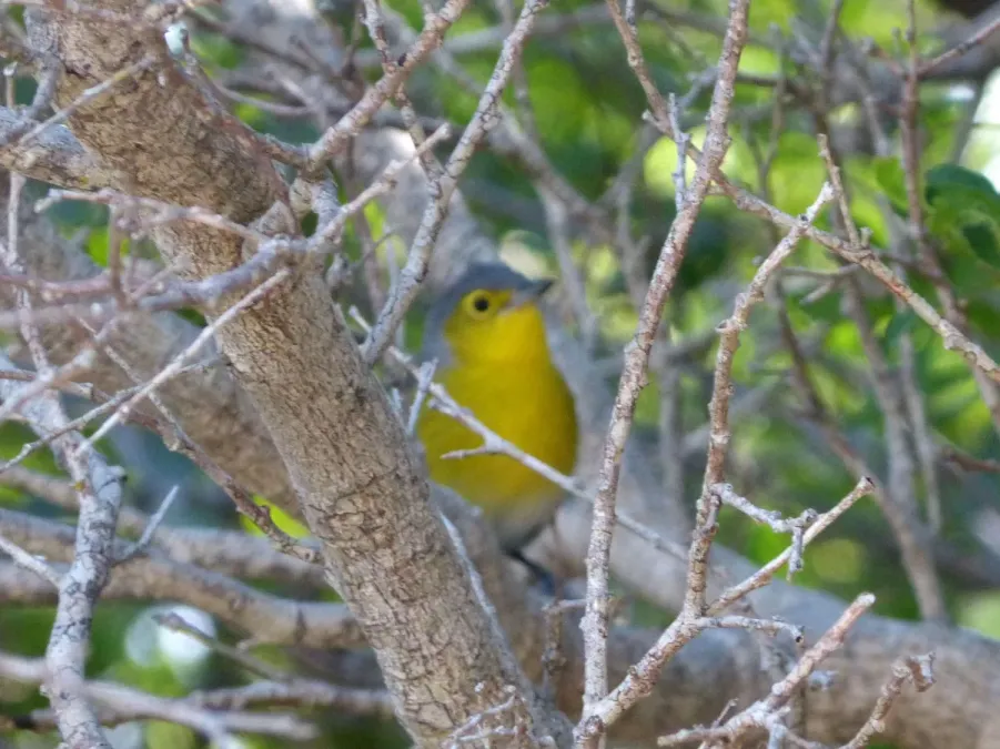 File:Oriente Warbler. Teretistris fornsi. Endemic - Flickr - gailhampshire.jpg