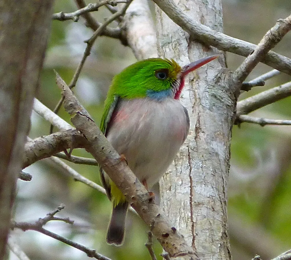 File:Cuban Tody. Todus multicolor - Flickr - gailhampshire.jpg