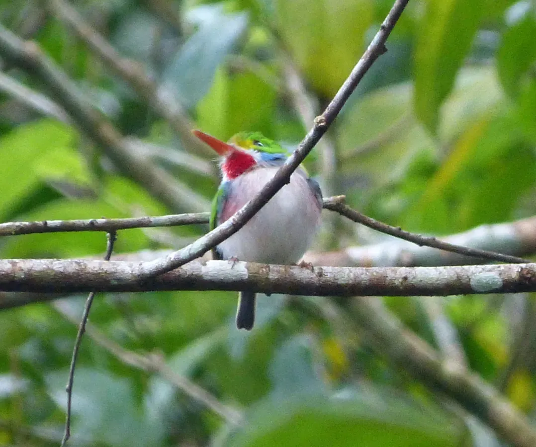 File:Cuban Tody. Todus multicolor - Flickr - gailhampshire (1).jpg