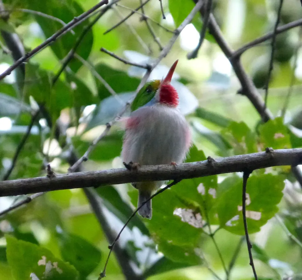 File:Cuban Tody. Todus multicolor - Flickr - gailhampshire (3).jpg
