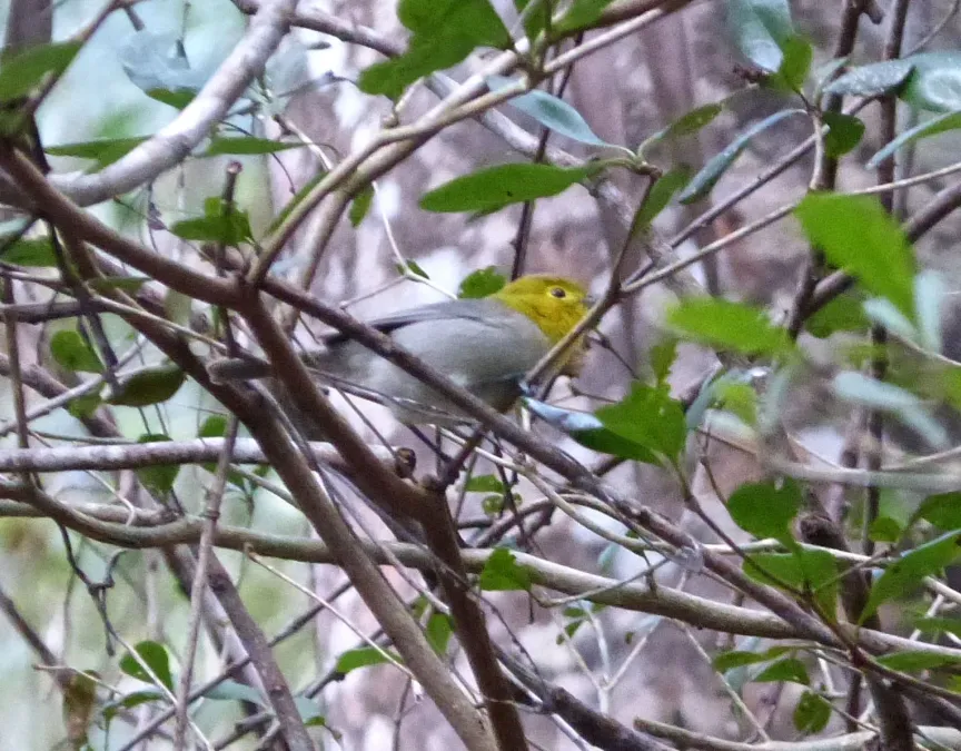 File:Yellow-headed Warbler. Teretistris fernandinae. Endemic - Flickr - gailhampshire (2).jpg