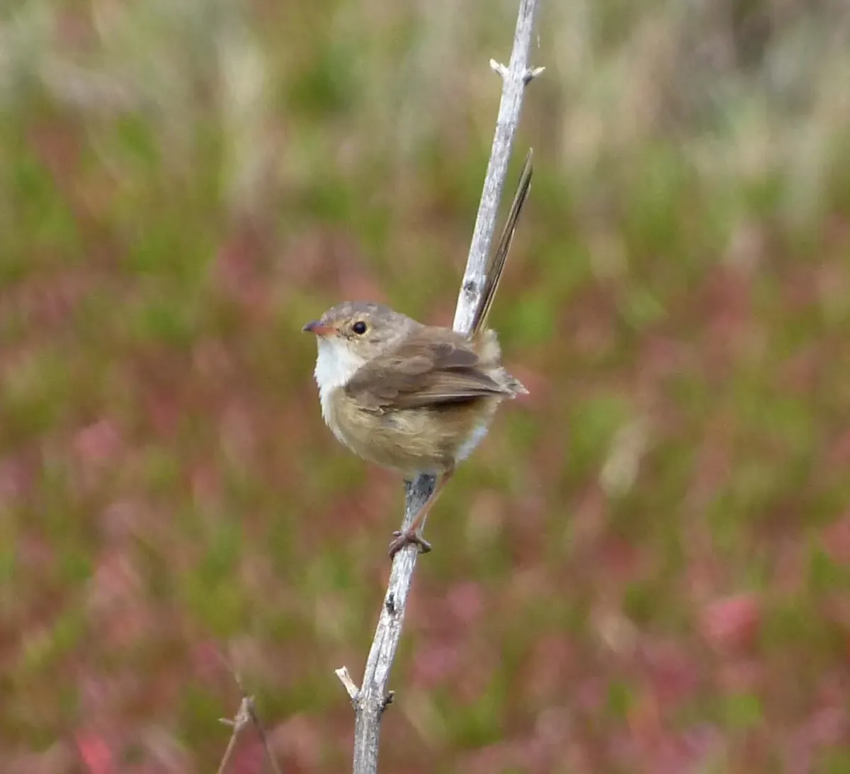 File:Red-backed Fairy Wren .Female. Malurus melanocephalus - Flickr - gailhampshire.jpg