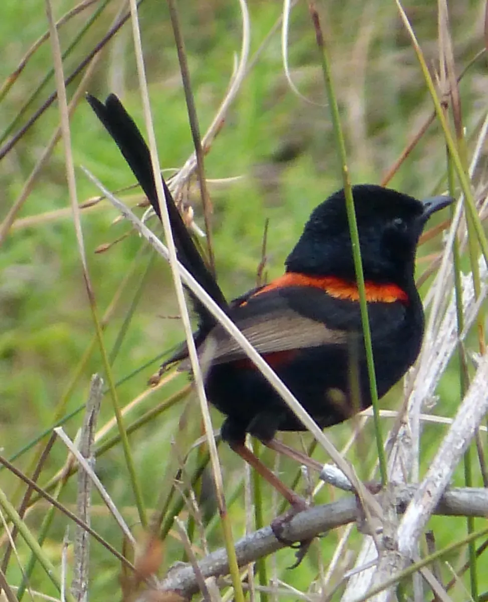 File:Red-backed Fairy-wren. Male. Malurus melanocephalus. - Flickr - gailhampshire.jpg