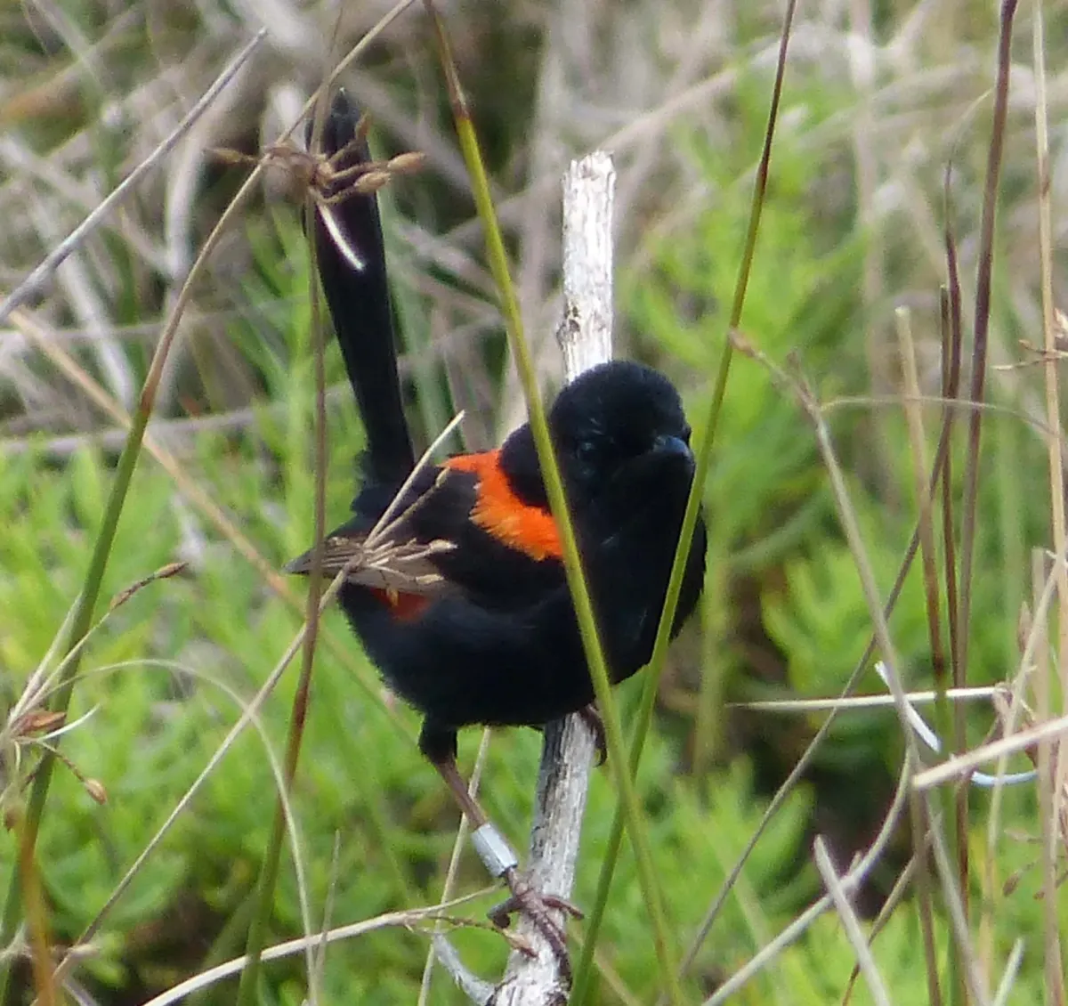 File:Red-backed Fairy-wren. Male. Malurus melanocephalus. - Flickr - gailhampshire (1).jpg