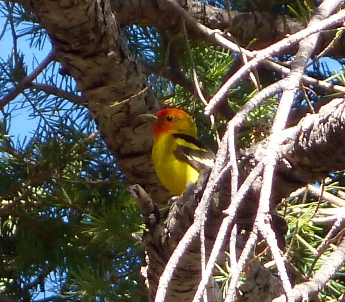 File:Western Tanager. Piranga ludoviciana - Flickr - gailhampshire.jpg