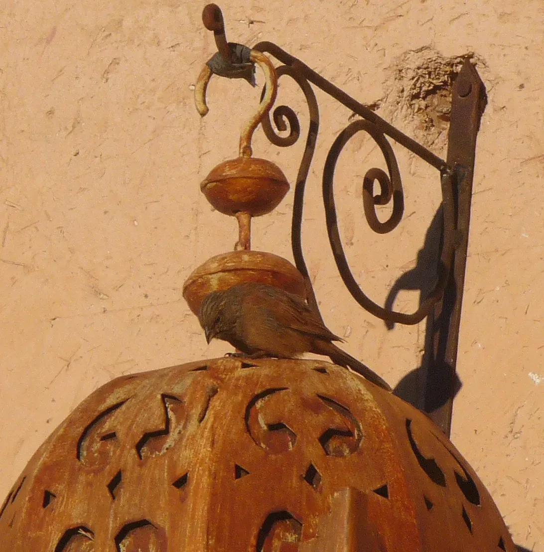 File:House Bunting. Emberiza sahari - Flickr - gailhampshire.jpg