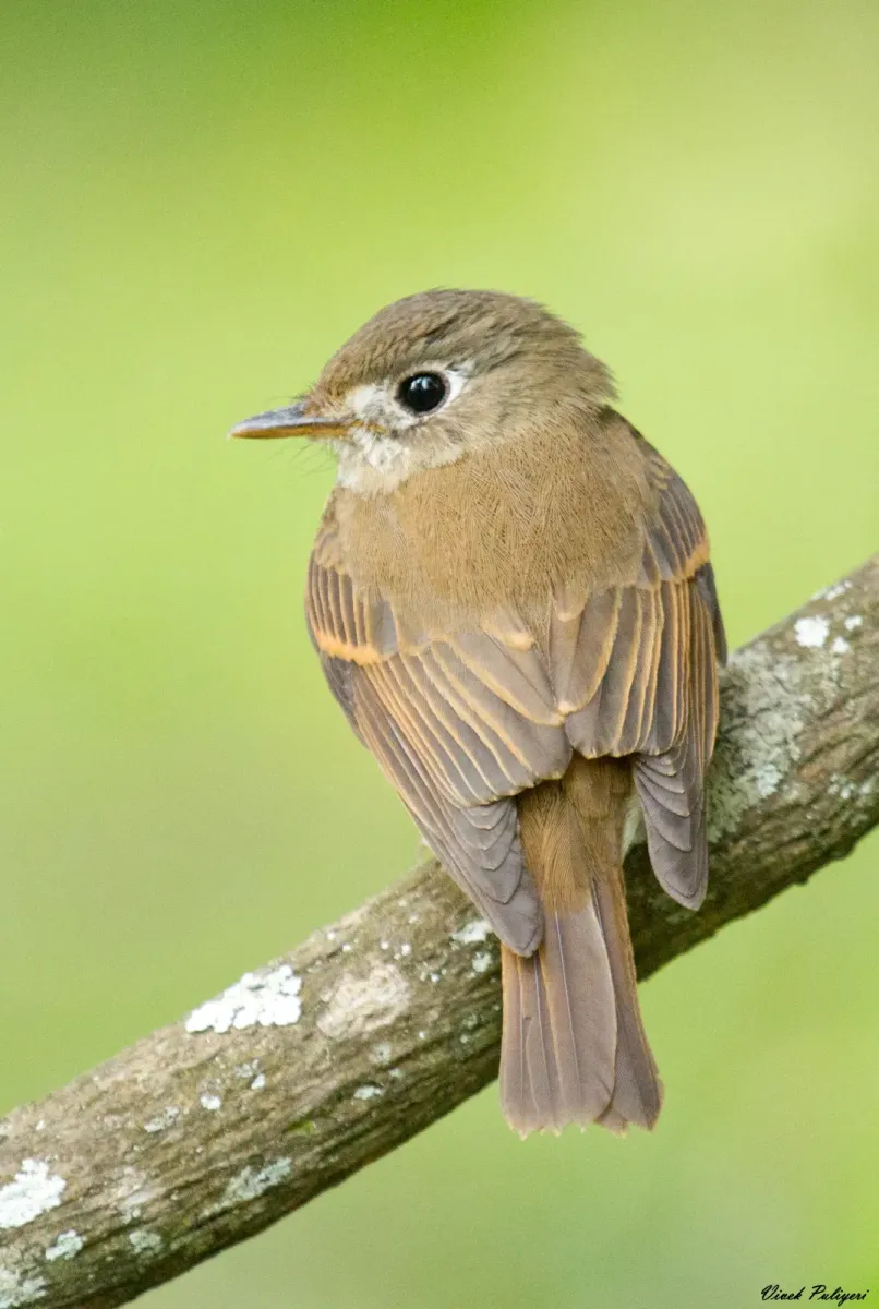 File:Brown-breasted Flycatcher (Muscicapa muttui).jpg