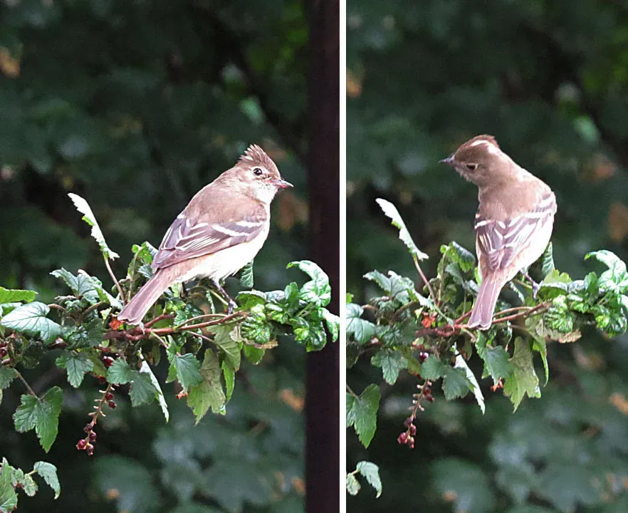 File:Elaenia albiceps chilensis - Flickr - Dick Culbert.jpg