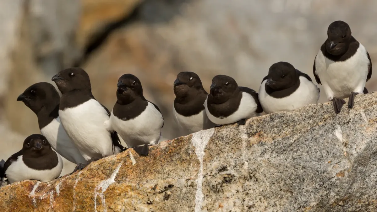 File:Little Auks (Alle alle), Fuglesangen, Svalbard.jpg