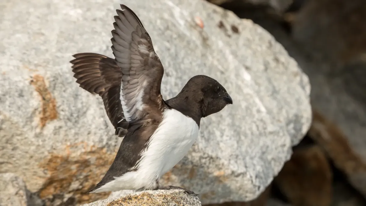 File:Little Auk (Alle alle), Fuglesangen, Svalbard.jpg