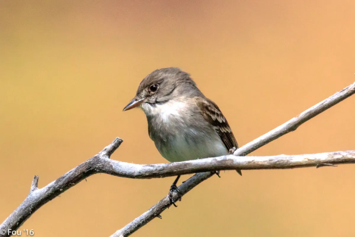 File:Western Wood Pewee (Contopus sordidulus), Strawberry Heights, Kamloops (27748070702).jpg