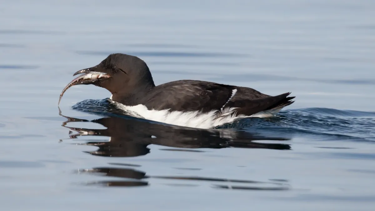 File:A Brünnich's guillemot (Uria lomvia) with prey.jpg