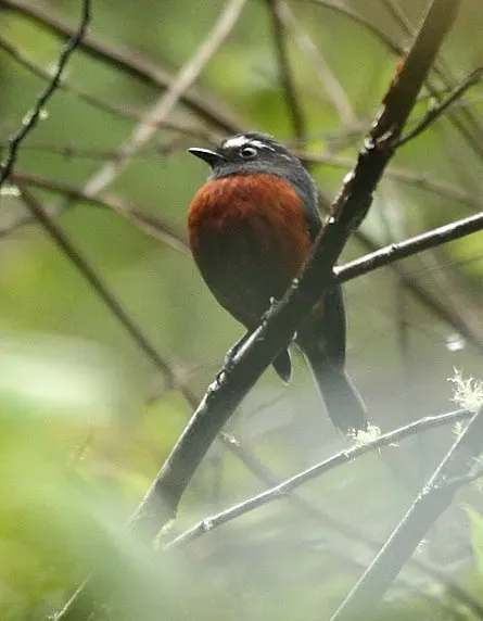File:Ochthoeca cinnamomeiventris -NW Ecuador-4.jpg