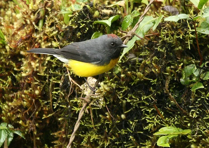 File:Myioborus miniatus -NW Ecuador-8.jpg