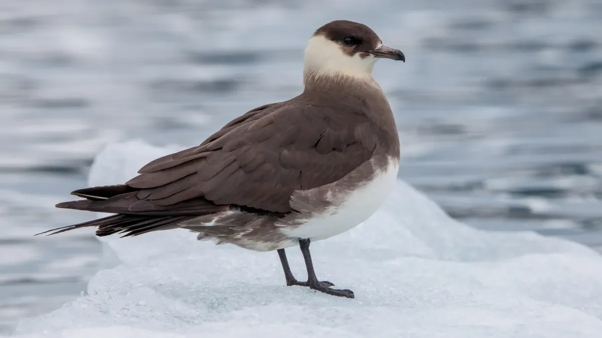 File:Arctic skua (Stercorarius parasiticus) on an ice floe, Svalbard.jpg