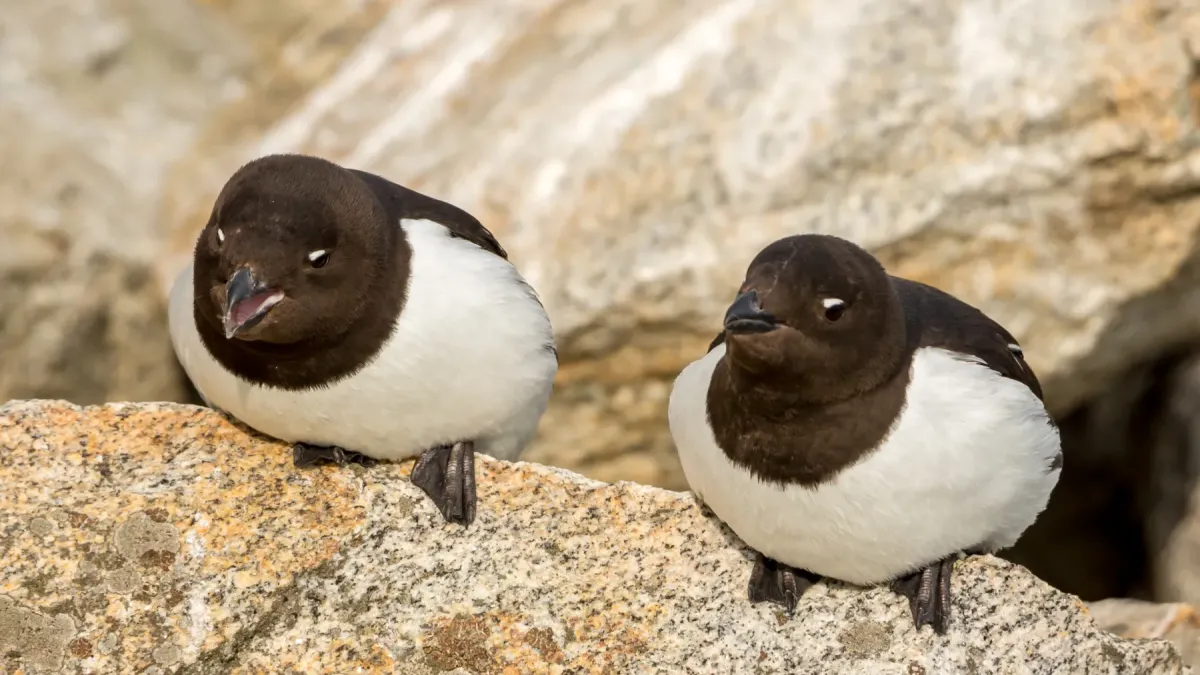 File:Little auks (Alle alle) on Fuglesangen, Svalbard (2).jpg