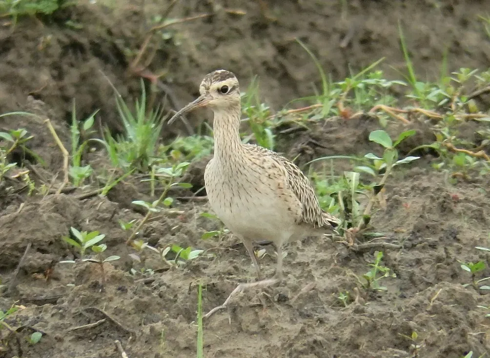 File:Numenius minutus, Taoyuan, Taiwan 3.jpg