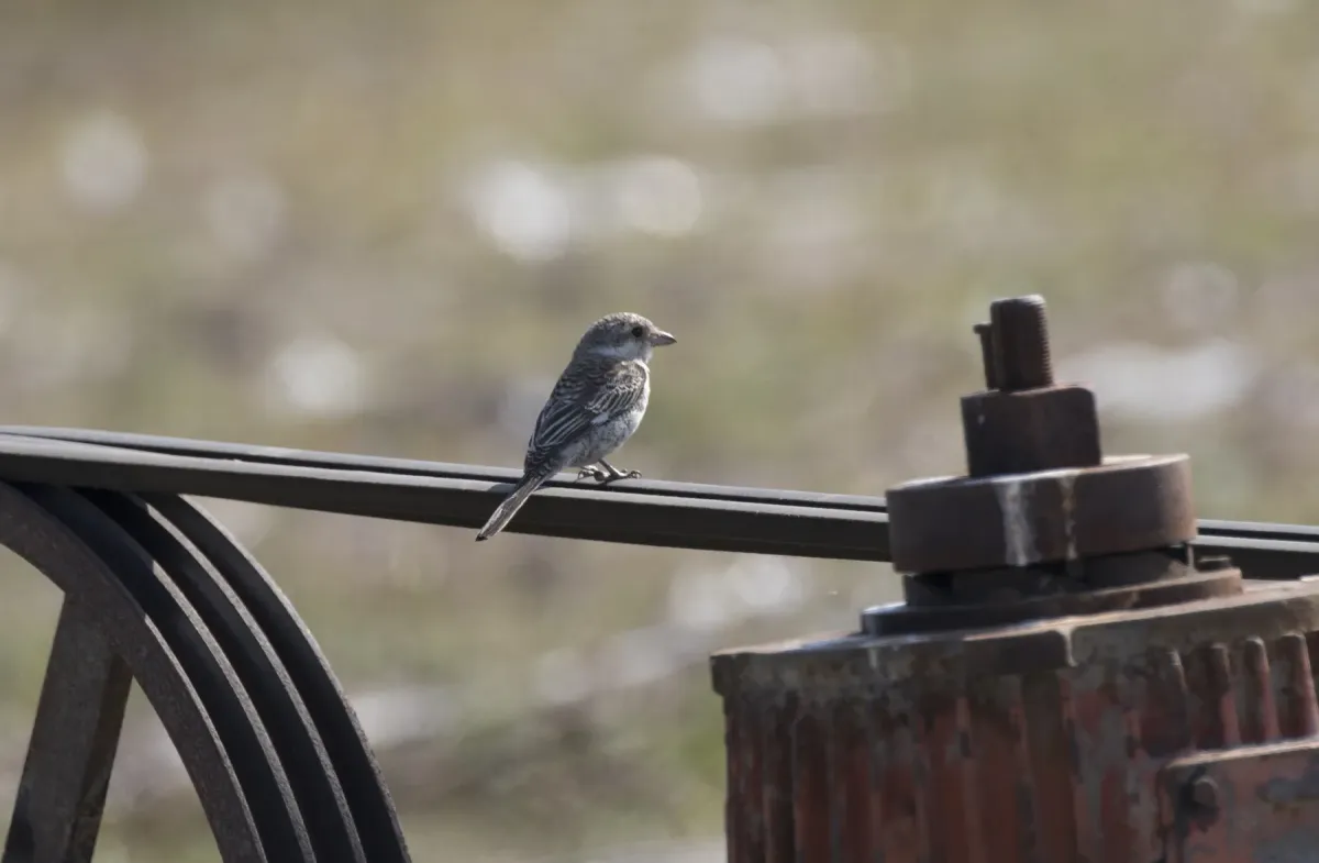 File:Lanius nubicus - Masked Shrike, Adana 2016 01-1.jpg
