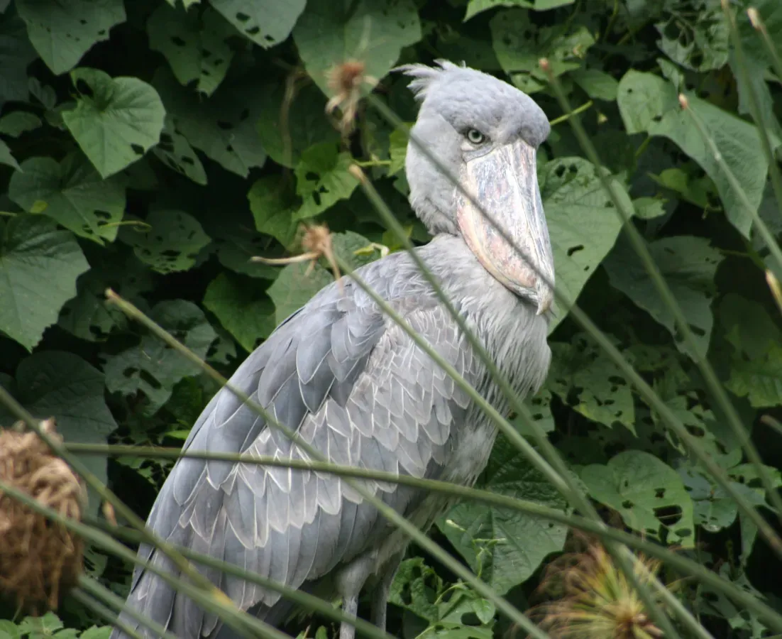File:Balaeniceps rex -East Africa-8.jpg