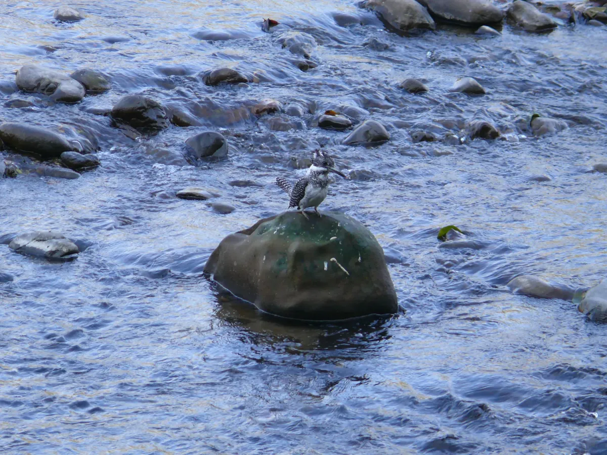 File:Crested Kingfisher - Megaceryle lugubris - C.jpg