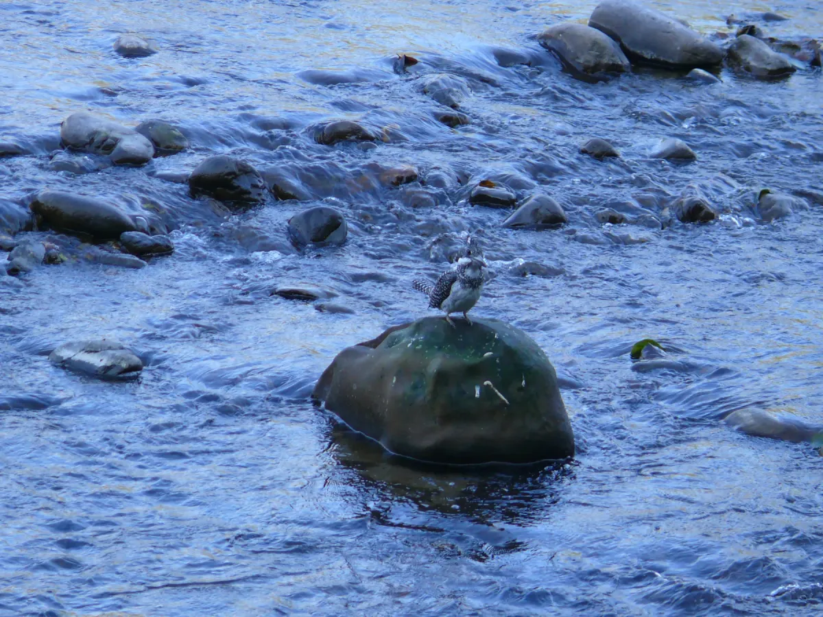 File:Crested Kingfisher - Megaceryle lugubris - P1030240.jpg