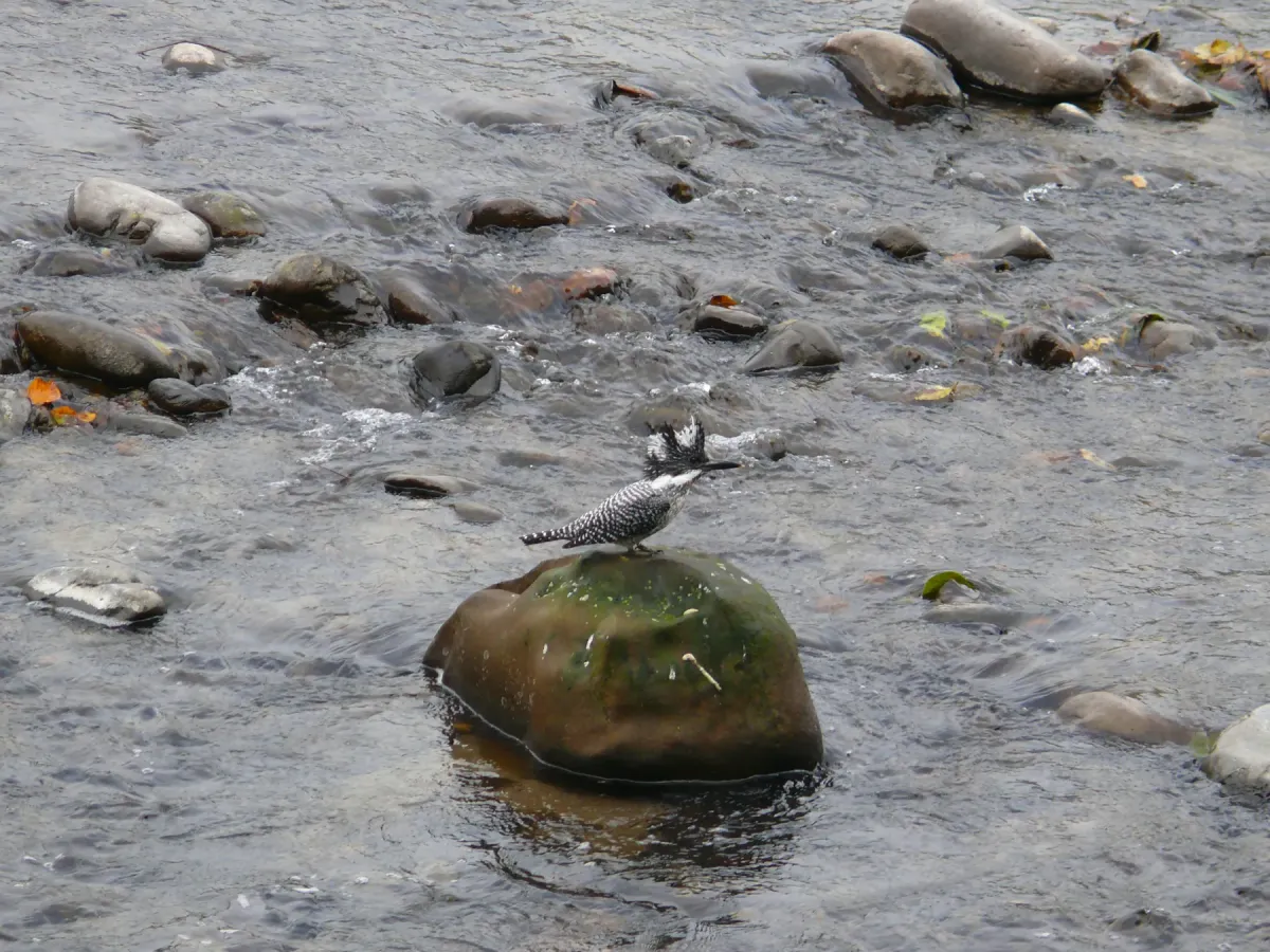 File:Crested Kingfisher - Megaceryle lugubris - P1030262.jpg