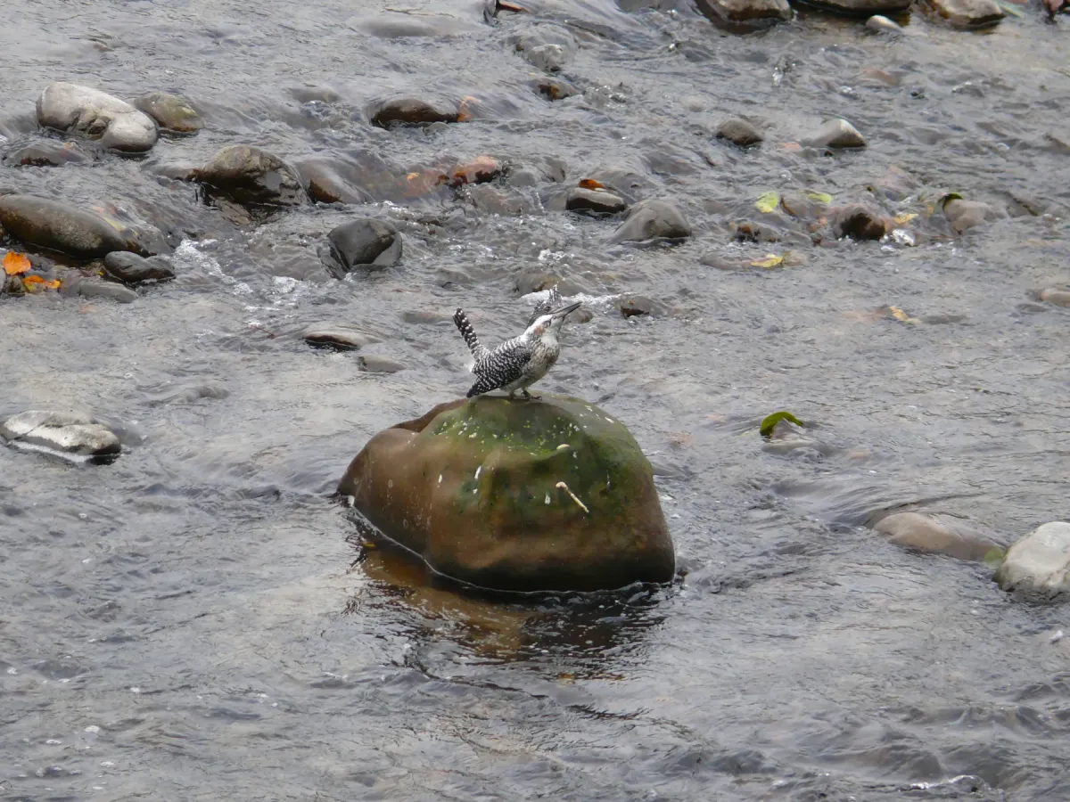 File:Crested Kingfisher - Megaceryle lugubris - P1030263.jpg