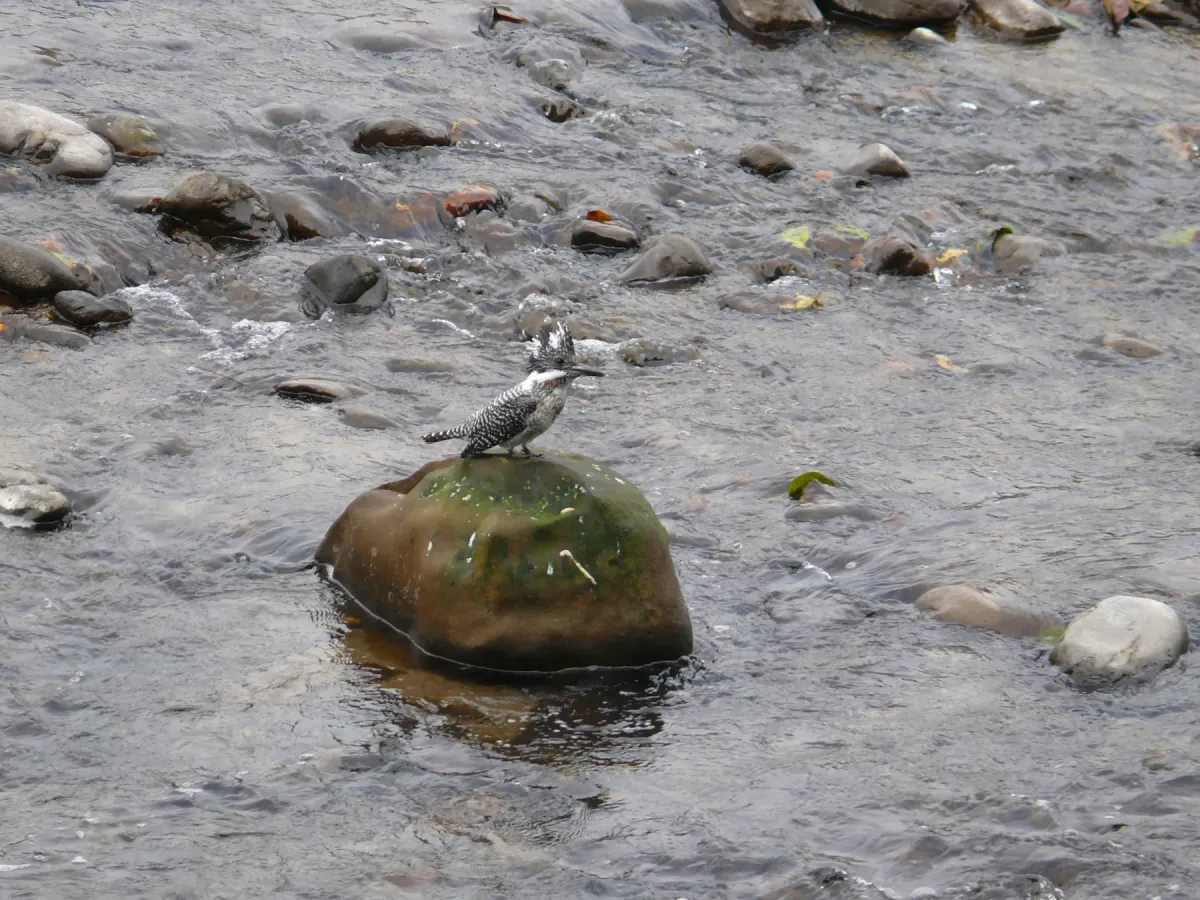 File:Crested Kingfisher - Megaceryle lugubris - P1030264.jpg