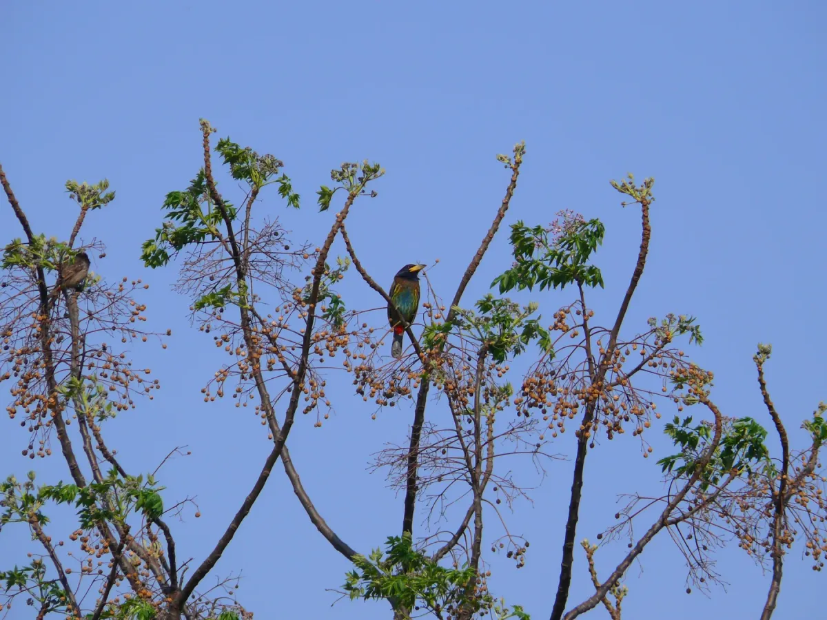 File:Great Barbet - Psilopogon virens - P1030600.jpg