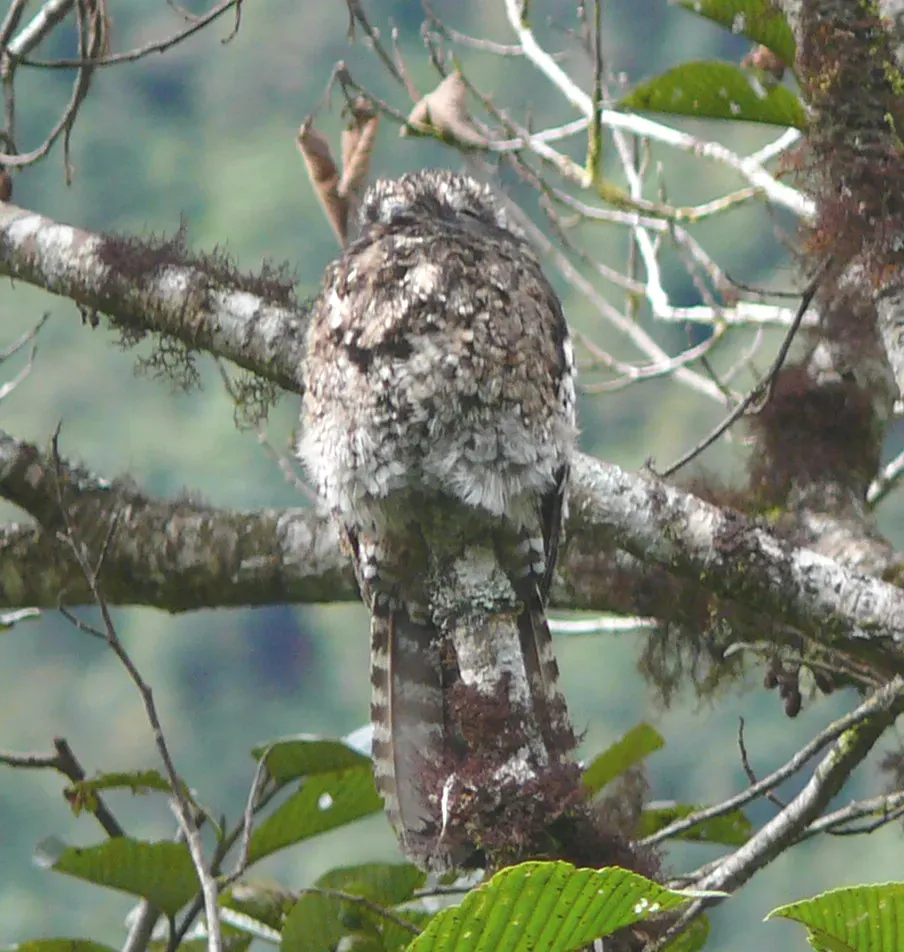 File:Andean Potto (Nyctibius maculosus) on a branch.jpg