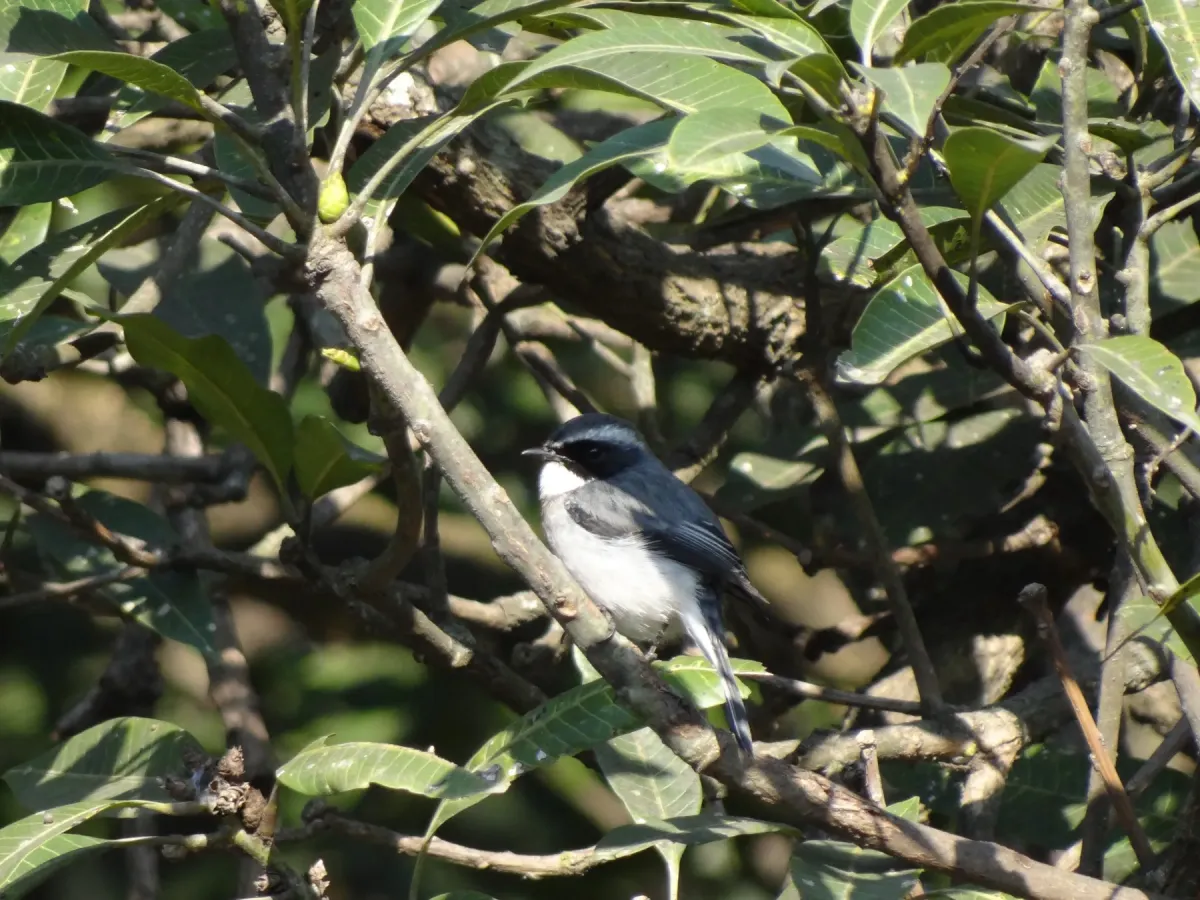 File:Grey Buschchat - Saxicola ferreus - DSC03949.jpg
