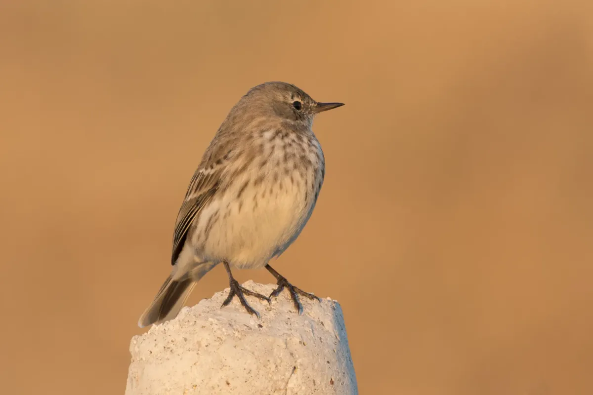File:Anthus spinoletta - Water Pipit, Kahramanmaraş 2016-11-18 01-7.jpg