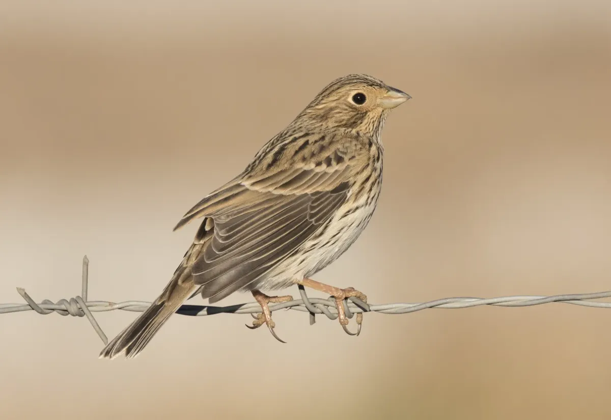 File:Emberiza calandra - Corn Bunting, Kahramanmaraş 2016-11-18 02-5.jpg