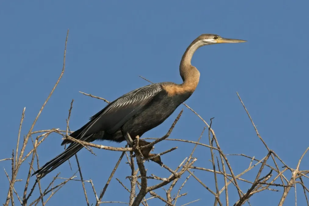 File:African darter (Anhinga rufa) immature.jpg