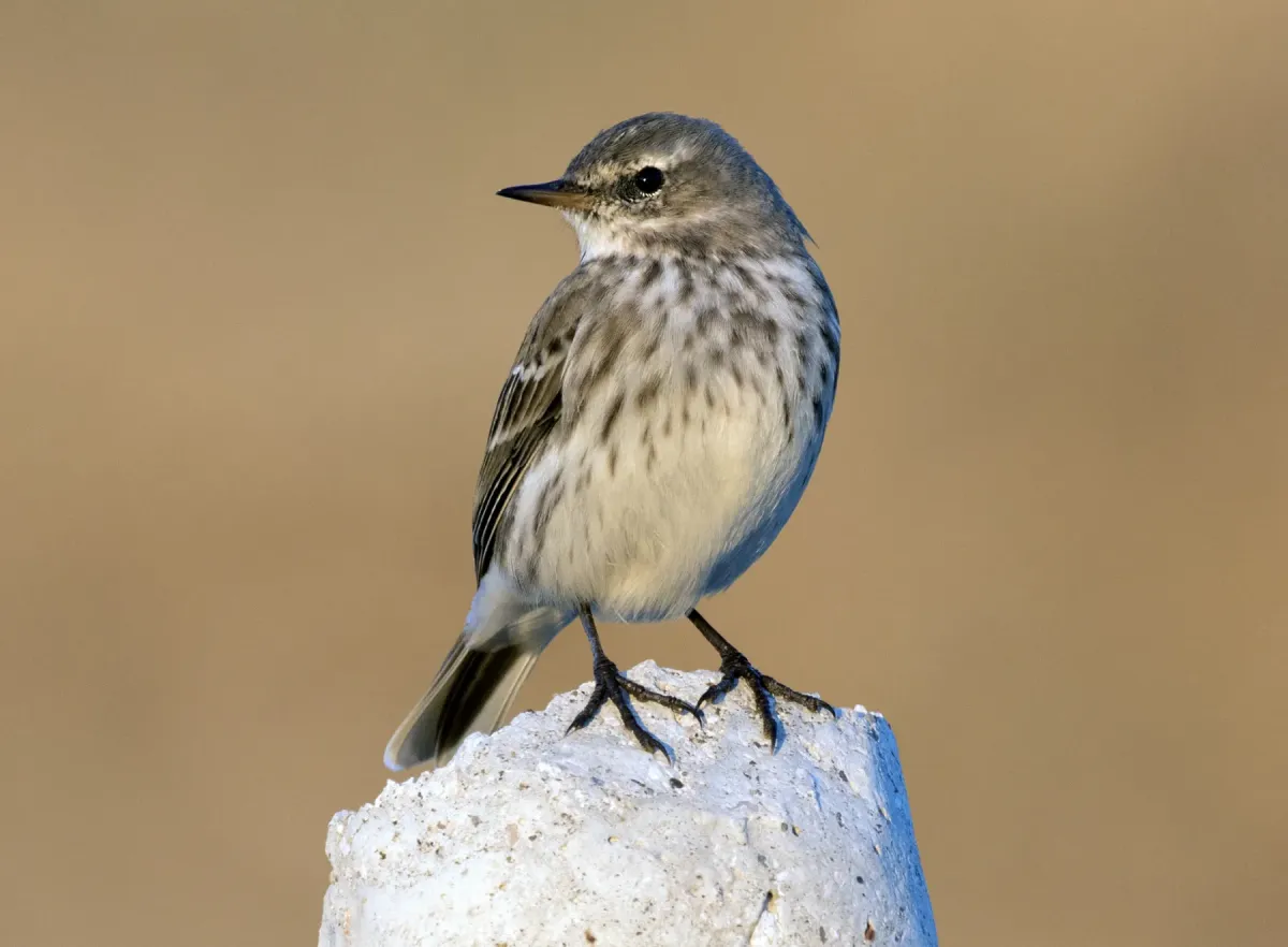 File:Anthus spinoletta - Water Pipit, Kahramanmaraş 2016-11-18 01-10.jpg