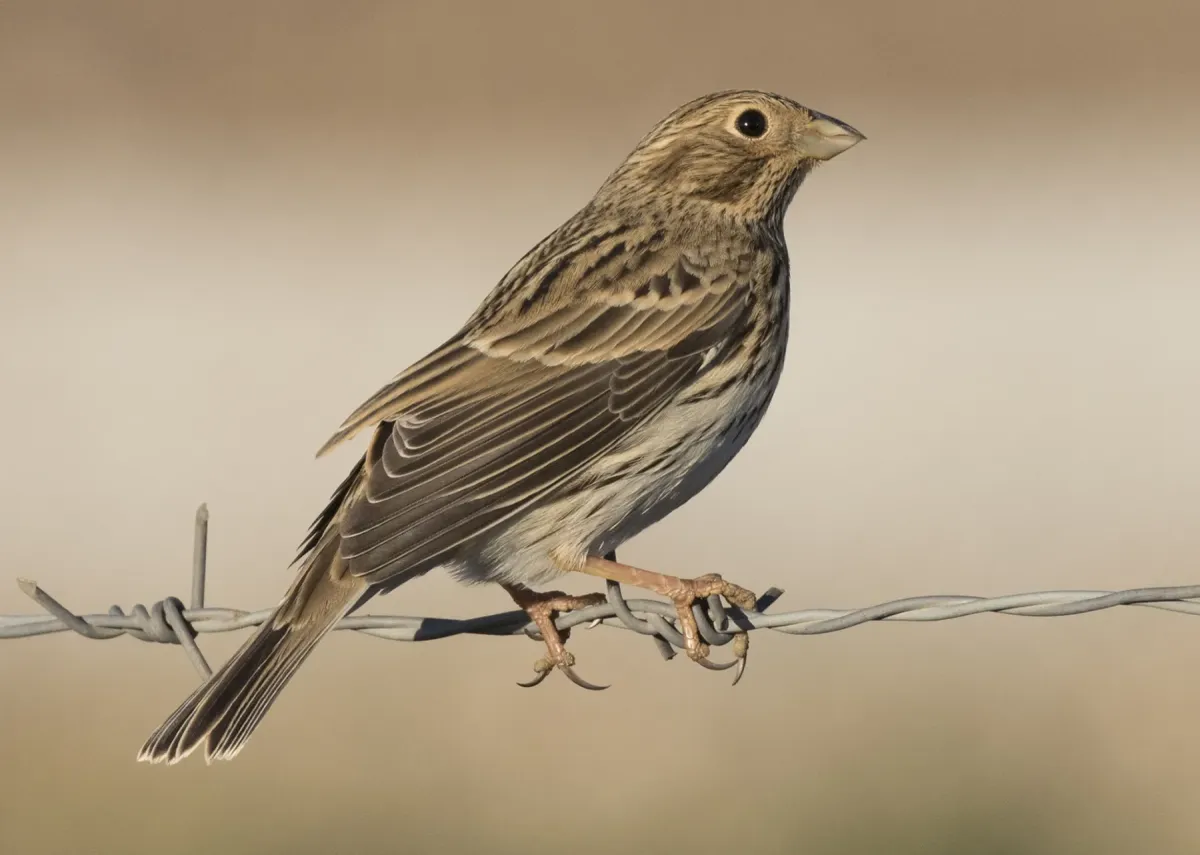 File:Emberiza calandra - Corn Bunting, Kahramanmaraş 2016-11-18 03-4.jpg