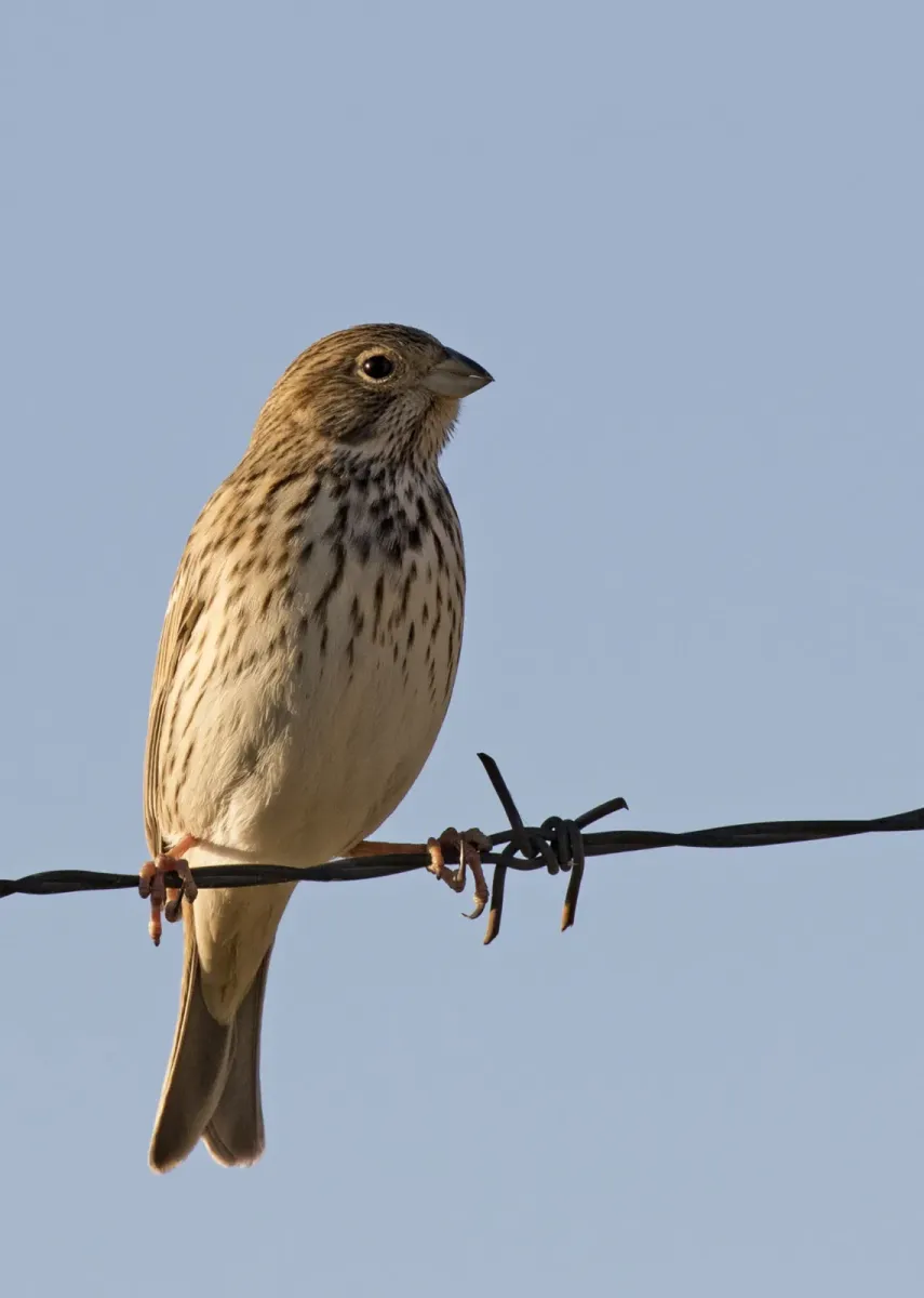 File:Emberiza calandra - Corn Bunting, Kahramanmaraş 2016-11-18 04-0.jpg