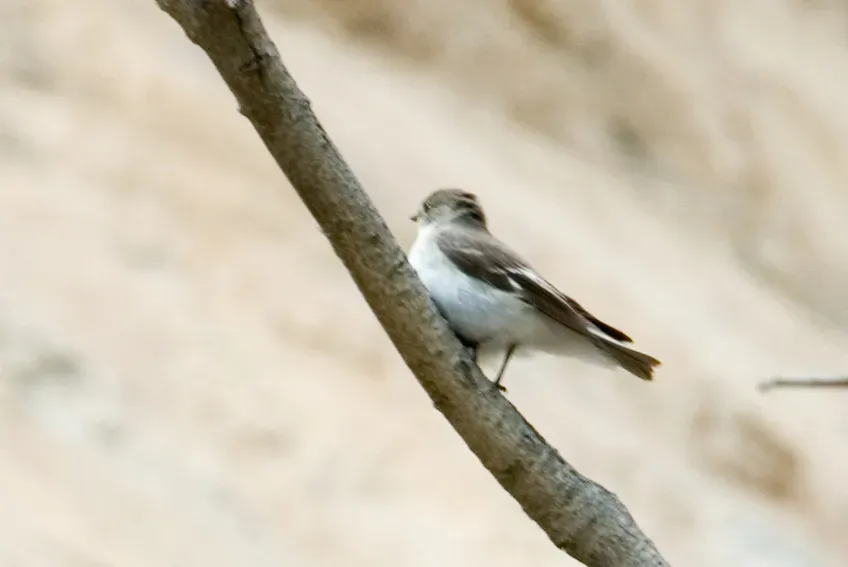 File:Ficedula semitorquata v2.jpg