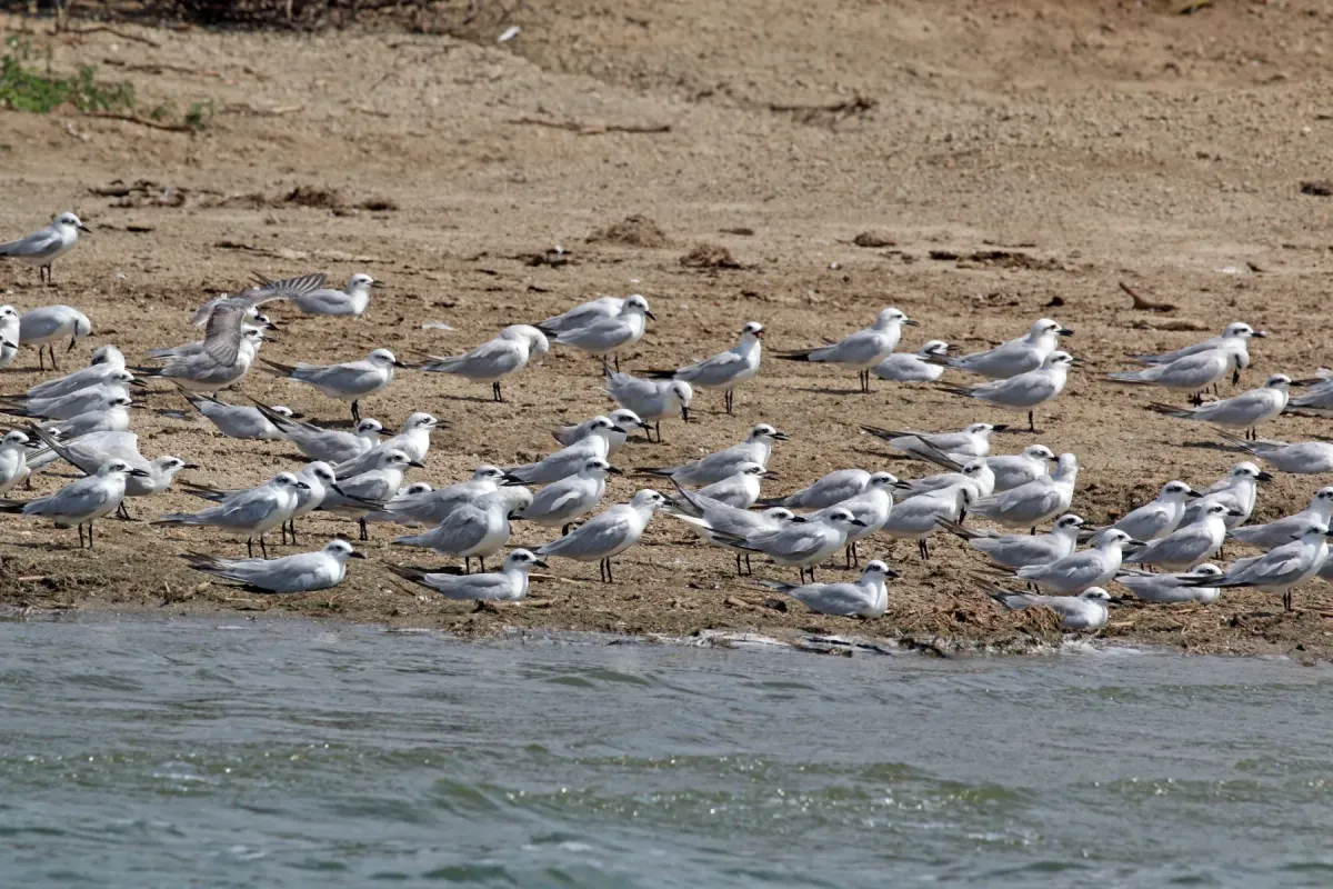 File:Gull-billed terns (Gelochelidon nilotica).jpg