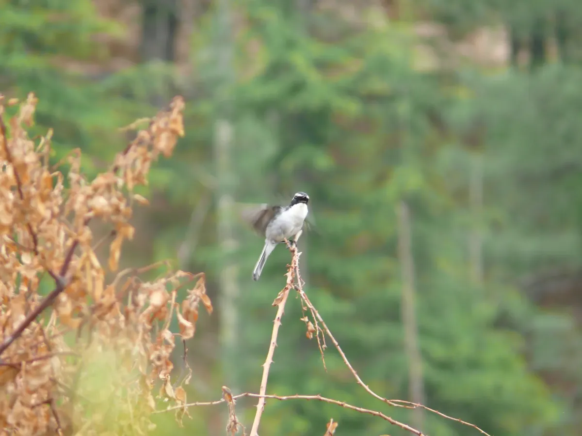 File:Grey Bushchat - Saxicola ferreus - P1040488.jpg