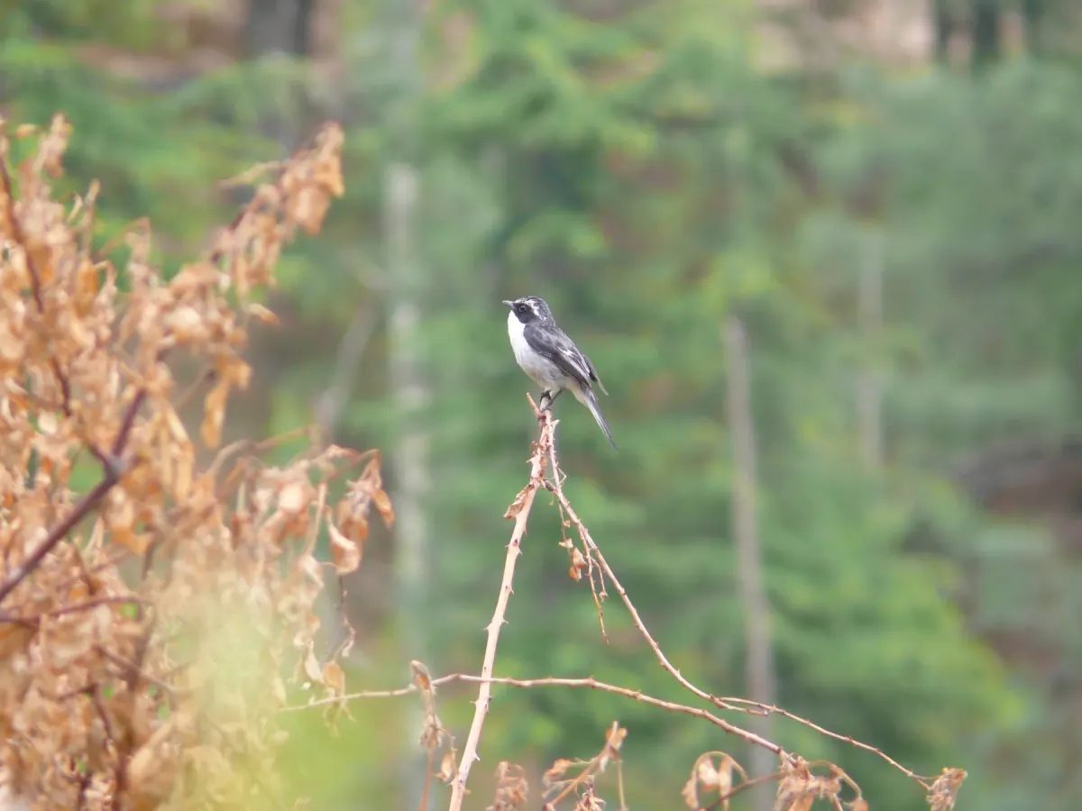 File:Grey Bushchat - Saxicola ferreus - P1040487.jpg